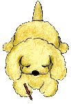 poodle